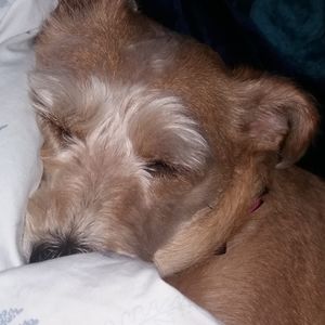 Meet your Posher, Tiffany